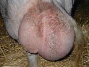 Repro orchitis Strep 02sw