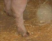 Leg bursa on hindleg