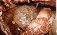 Clostridial hepatopathy2