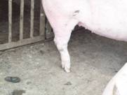 Leg conformation pointing kr