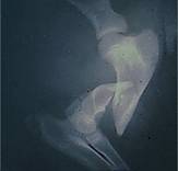 Legs humerous break, gilt overweight boar