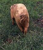 Legs epiphysiolysis gilt