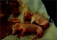 Repro Aborted piglets