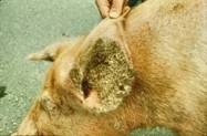 Mange chronic ear B
