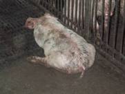 Legs dog sitting position kr