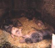 Pietrains straw kennel