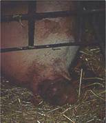 Prolapsed rectum sow