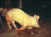 Swine dysentery gross B