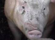 Swine influenza eyes2