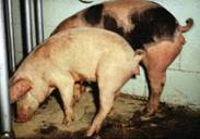 Repro mycotoxin vulva B