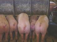 PIA variable pigs2