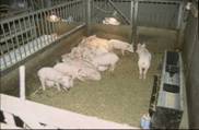 Weaner small pen