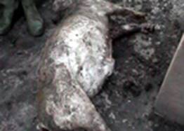 Twist bloated pig 1