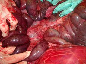 Twist mesentery 1
