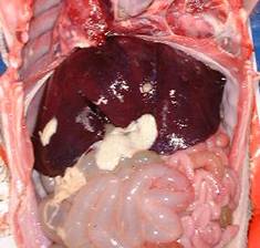 Peritonitis septic 3