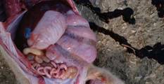 Intestines bowl oedema