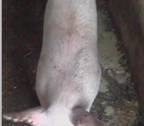 Coccidiosis scour