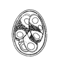 Coccidia Eimeria drawing