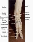 Anat%20skel%20carpus%20front%20label