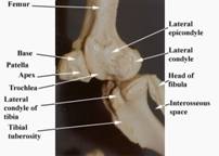 Anat%20skel%20knee%20side%20label