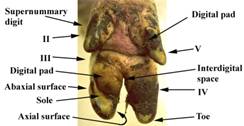 Anat foot plantar 2 label