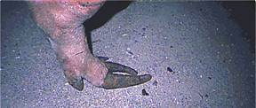 Legs overgrown feet 2