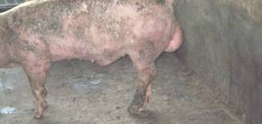 Leg lame boar hind leg kr