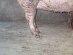 Leg conformation hind held forward kr