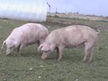 Dipped shoulder gilt