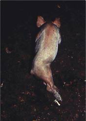 Legs spinal injury piglet