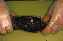 Legs exposed carpus weaner