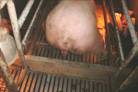 Farrowing%20sow%20splaying%20slip