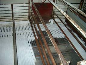 limewashing%20farrowing