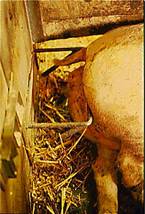 Farrowing%20sow%20too%20large