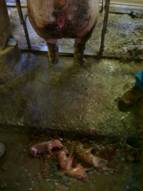 Repro abortion2