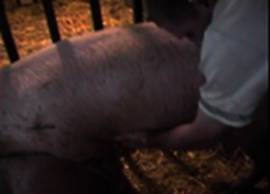 AI service stimulating sow