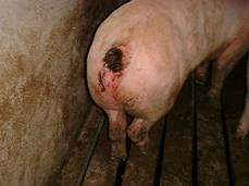 Tail%20biten%20severe%203