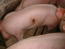 Flank%20biting
