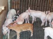 Vice weaner-ear biting kr