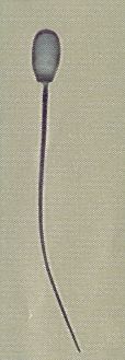 AI sperm normal