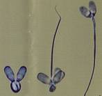 AI sperm deformed heads