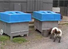 Security dead box note dog