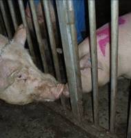 Rep courtship face to face.JPG