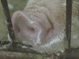 Repro boar saliva.jpg