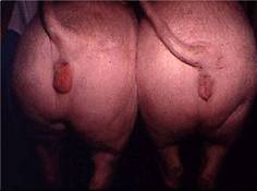 Repro oestrous gilts swollen red vulva.jpg