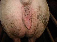 Repro oestrus sow kr.JPG