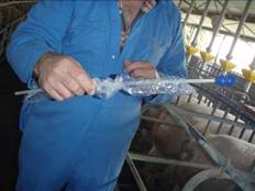 AI cleaning breeding 3.JPG