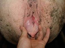 Repro oestrus sow clitoris.JPG