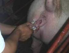 ai tech 3 cath insert tw.JPG