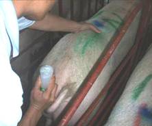 ai tech 4 bottle load hand tw